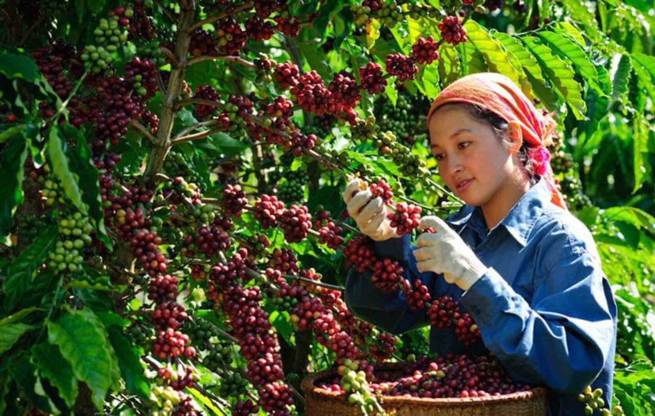 trồng cà phê vùng tây nguyên